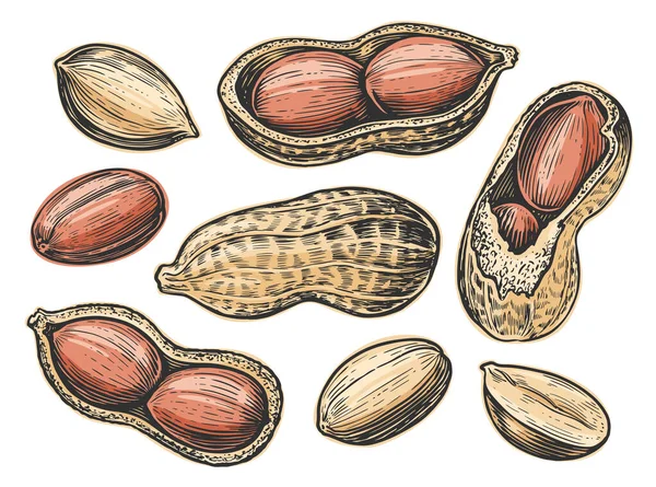Erdnussset Isoliert Nüsse Essen Handgezeichnete Vektorillustration — Stockvektor