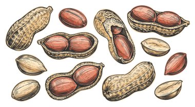 Fındık ve tohum örnekleri. Sağlıklı beslenme konsepti. Fıstık çerezi koleksiyonu