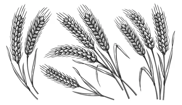 Grains Plants Cereal Rye Barley Wheat Ear Spikes Bakery Food — Stock Vector