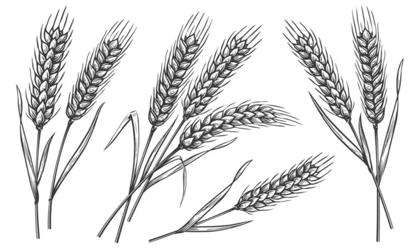 Sada Pšeničných Uší Izolovaných Bílém Pozadí Ruční Kresby Kreslit Ilustraci — Stock fotografie