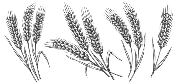 小麦或大麦耳朵 旧式面包标签手绘草图 — 图库照片