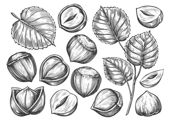 Hand Drawn Nuts Set Hazelnuts Sketch Peeled Kernels Shell Engraving — Stock Vector