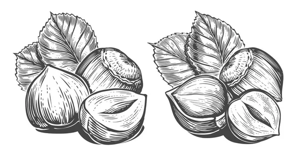 Ομάδα Φουντουκιών Φύλλα Στο Σκίτσο Χειροποίητο Nuts Vintage Σχέδιο Χαρακτικής — Διανυσματικό Αρχείο