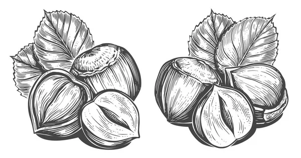 Φουντούκια Φύλλα Nuts Εικονογράφηση Διάνυσμα Στυλ Χαρακτικής Σχέδιο Μελάνι Στυλό — Διανυσματικό Αρχείο