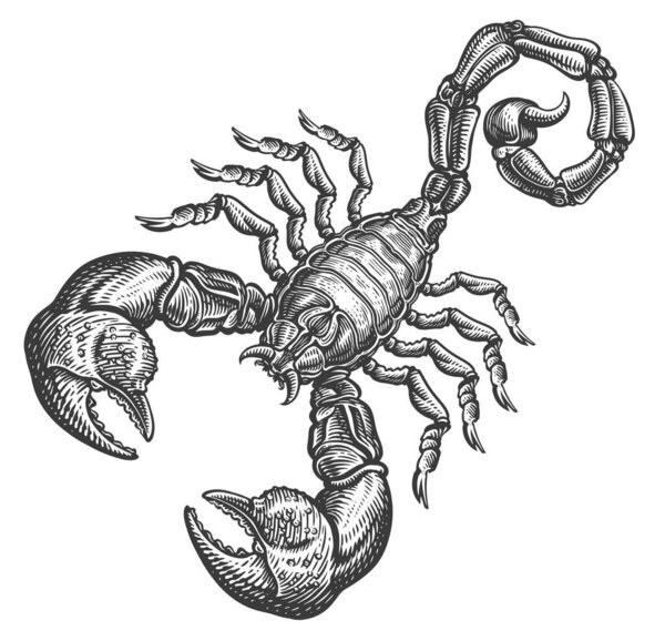 Скорпион с укусом. Ручная рисованная векторная иллюстрация в стиле гравировки. Эскиз татуировки животного