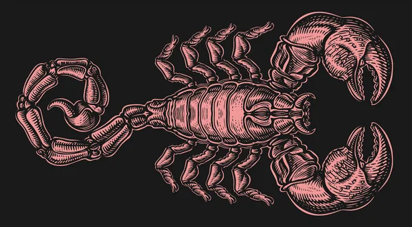 Scorpione Con Puntura Predatore Ragni Illustrazione Vettoriale — Vettoriale Stock