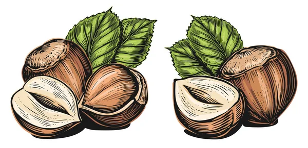 Avelãs Isoladas Branco Filberts Com Folhas Nuts Ilustração Vetor Alimentos —  Vetores de Stock