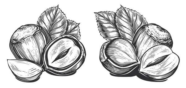黑坚果在白色上被隔离 有叶子的纤维 坚果的食物草图 手绘矢量图解 — 图库矢量图片