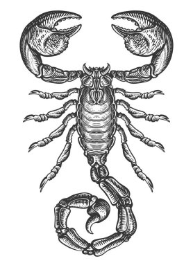 Hand drawing sketch scorpion. Predatory animal in vintage engraving style. Vector illustration clipart