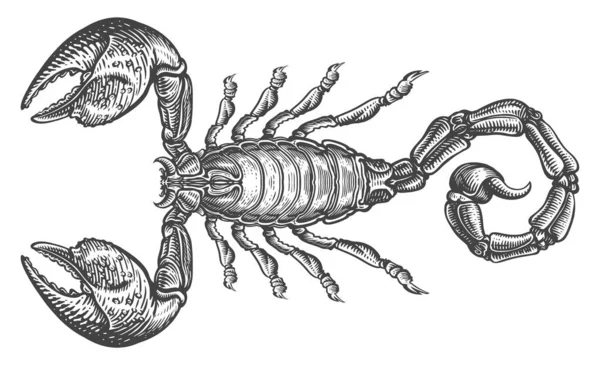 Escorpión Con Picadura Ilustración Dibujada Mano Estilo Grabado Tótem Animal —  Fotos de Stock