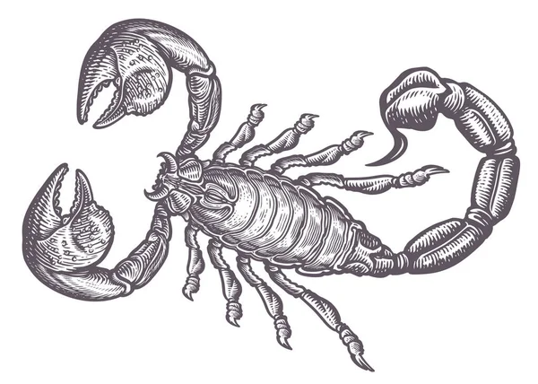 Escorpião Animal Predatório Estilo Vintage Gravura Desenho Manual Ilustração Vetorial — Vetor de Stock