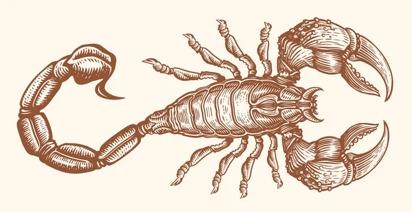 Escorpião Desenhado Mão Com Picada Venenosa Animal Estilo Vintage Gravura — Vetor de Stock