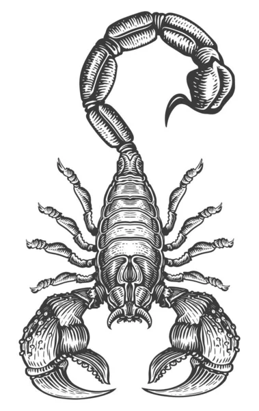 Škorpión Izolovaný Bílém Pozadí Kreslené Ilustrační Tetování — Stock fotografie