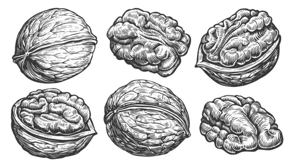 Walnuts Peeled Unpeeled Nuts Set Style Old Engraving Hand Drawn — Stock Vector