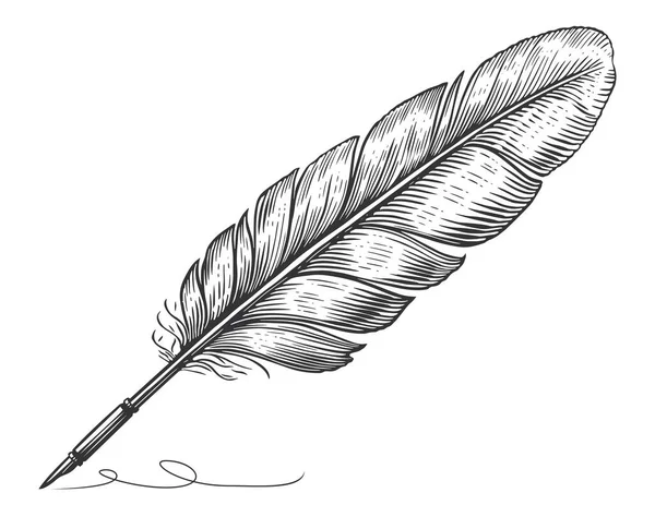 Feather Quill Pen Graphic Black White Isolated Sketch Illustration Vector — Stock Vector