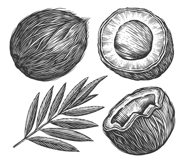 Kókusz Pálmalevéllel Vázlat Vektor Trópusi Élelmiszer Vektor Illusztráció Kézzel Rajzolt — Stock Vector