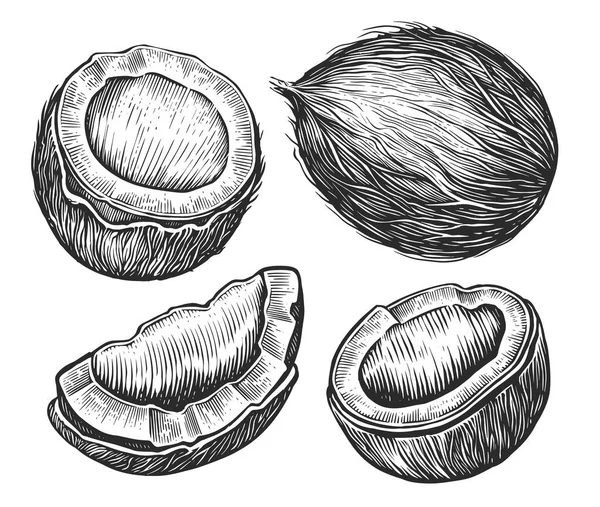 Sada Kokosových Ořechů Ručně Kreslené Náčrtek Vektor Tropické Jídlo Vektor — Stockový vektor