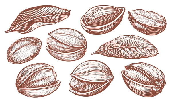 ピスタチオと木の葉 全体として 熟したナッツのスケッチが墜落した 手描きベクトルイラスト — ストックベクタ