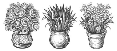 Kapalı alan bitkileri skeci. Ev bitkileri hazır. Tencerede çiçekler. Gravür biçiminde vintage vektör illüstrasyonu