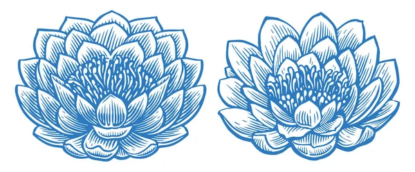 Lotus Lelie Bloeiende Bloem Met Bloemblaadjes Tekening Vector Illustratie — Stockvector