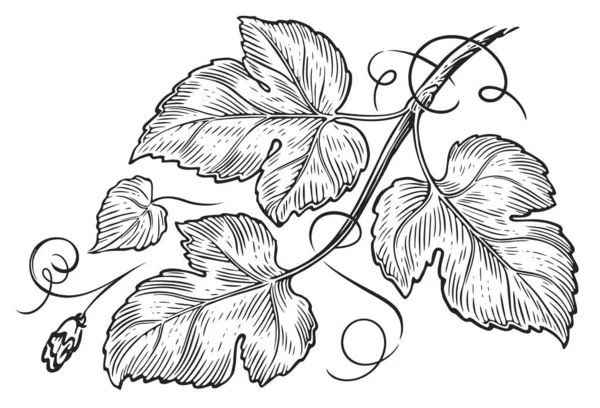 Сприг Растения Листьями Усиками Цветами Ручной Рисунок Стиле Гравюры — стоковое фото