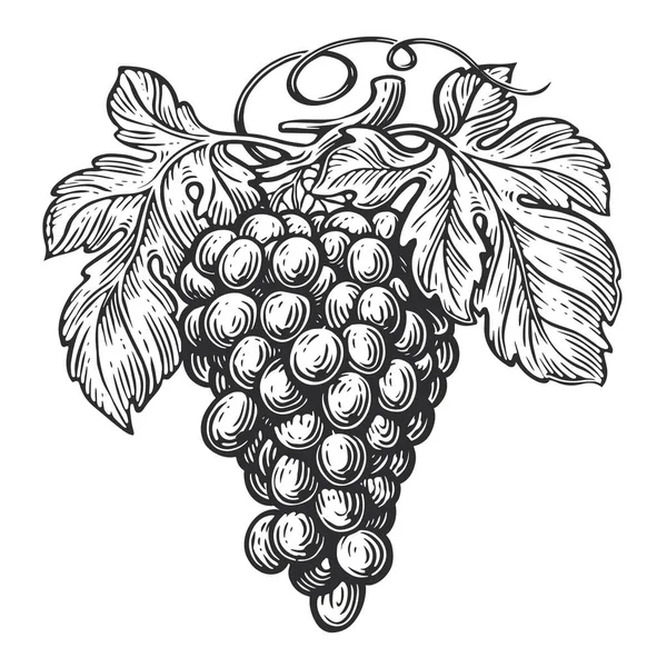 Grapes Vine Leaves Grapevine Drawn Vintage Engraving Style Fruit Sketch — Stock Vector