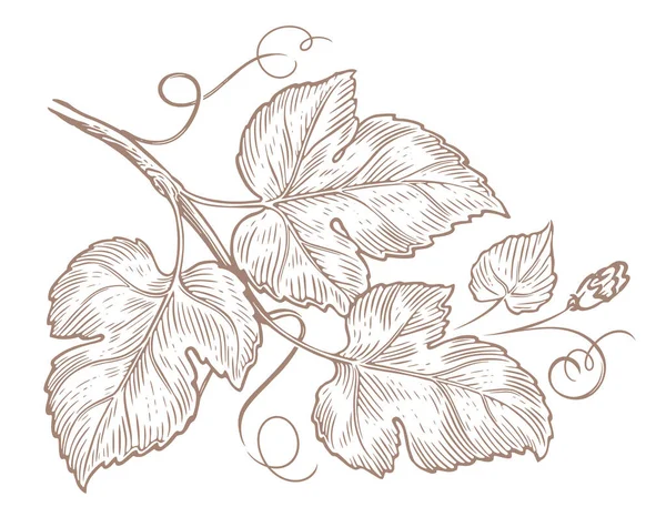 葉とツイッグ 手描きのスケッチヴィンテージ彫刻 傾きと花が付いている装飾的な植物 ベクトルイラスト — ストックベクタ