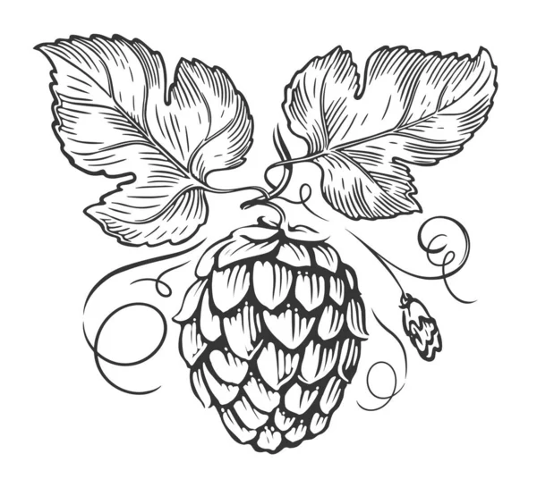 Hops Branch Leaves Engraving Style Beer Hop Cone Sketch Vector — Stock Vector