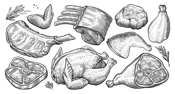 Колекція Яса Ескіз Гравірованого Стилю Рука Намальована Векторна Ілюстрація Ясного — стоковий вектор