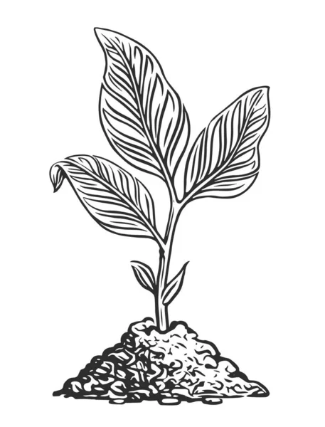 Sprout Leaves Growing Soil Young Plant Sketch Illustration — Stock Photo, Image