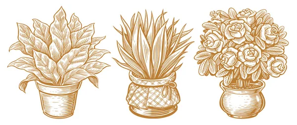 Εσωτερικά Φυτά Και Λουλούδια Γλάστρες Χειροποίητο Σχέδιο Vintage Διανυσματική Απεικόνιση — Διανυσματικό Αρχείο