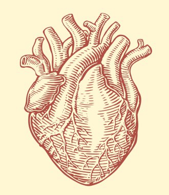 Anatomik venöz sistemi olan insan kalbi. El çizimi klasik vektör çizimi