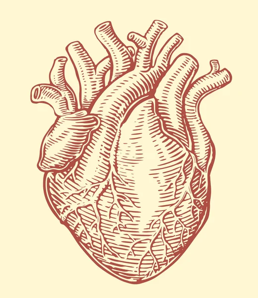 stock vector Human heart with anatomical venous system. Hand drawn sketch vintage vector illustration