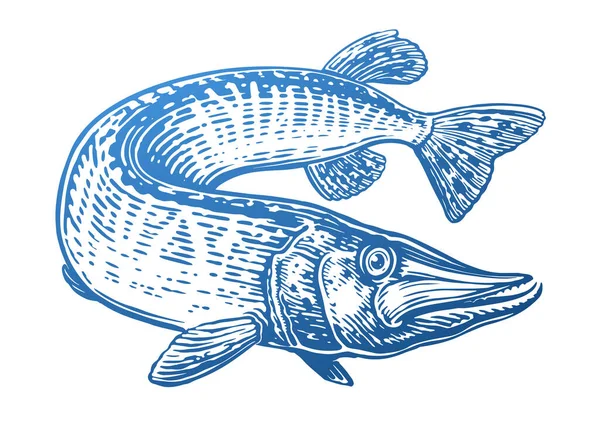 Velká Štika Plavání Dravé Ryby Vodě Ručně Kreslená Vektorová Ilustrace — Stockový vektor
