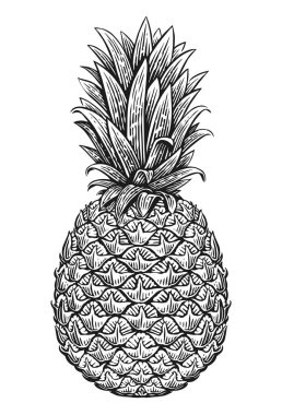Ananas çizimi. Tropik yaz meyvesi, el çizimi vektör çizimi