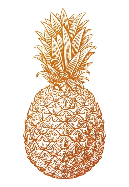 Ananas Çizimi Tropik Yaz Meyvesi Çizimi Vektör Illüstrasyonu — Stok Vektör