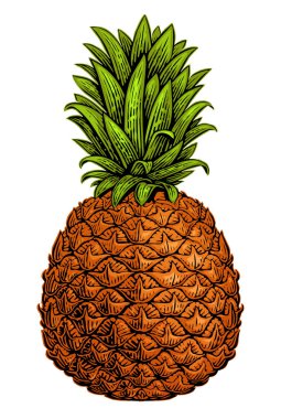 Beyaz arka planda izole edilmiş ananas. Yaz tropik meyvesi. Renkli vektör illüstrasyonu