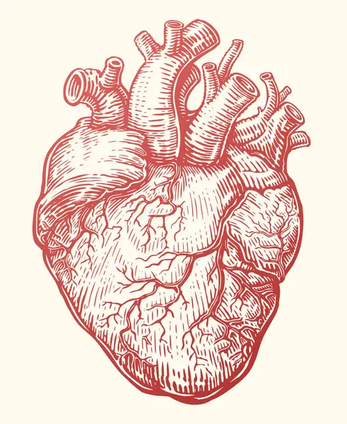 Kalp çizimi. Venöz sistemi olan anatomik insan organı, kalp atışı. El çizimi vektör illüstrasyonu