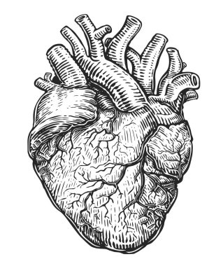 Anatomik insan kalbi. Klasik gravür tarzında el çizimi çizimi çizimi 