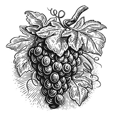 Böğürtlenli üzüm dalı. Yapraklı üzümler. Sarmaşık, vektör çizimi
