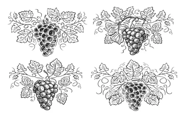 Grape Branch Leaves Berries Decorative Vine Hand Drawn Grapevine Sketch — Stock Photo, Image