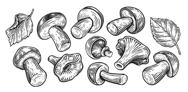 Various Edible Forest Mushrooms Collection Set Hand Drawn Sketch Vintage — Stock Vector