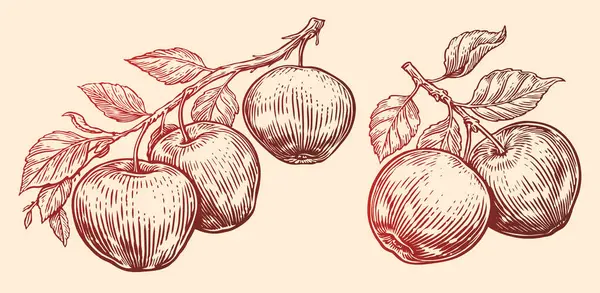 Yapraklı Elmalar Dalda Asılı Meyve Çizimi Vektör Illüstrasyonu Vintage Biçiminde — Stok Vektör
