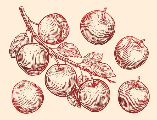 Manzanas Dibujadas Mano Con Hojas Rama Dibujo Frutas Ilustración Vectorial — Archivo Imágenes Vectoriales