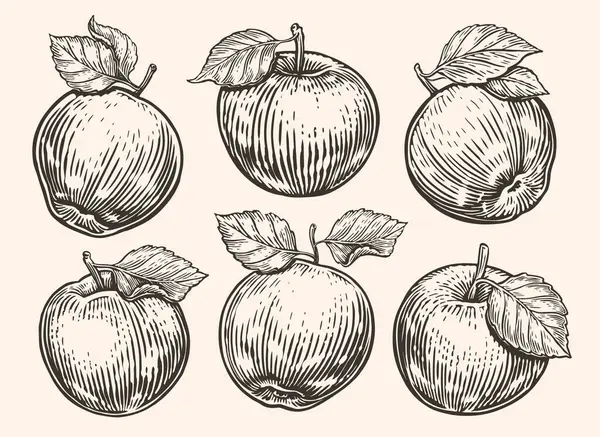 Μήλο Φύλλο Σετ Ώριμων Φρούτων Χειροποίητη Απεικόνιση Διανύσματος Σχεδίασης — Διανυσματικό Αρχείο