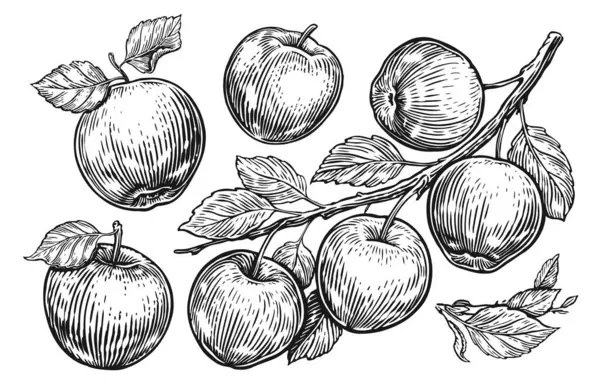 Fruto Manzana Rama Con Hojas Conjunto Manzanas Para Bocetos Grabado — Archivo Imágenes Vectoriales