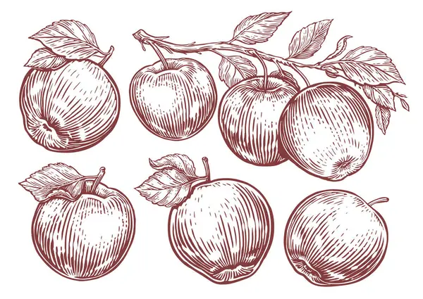 Σετ Μήλα Φρούτα Μήλου Κλαδί Φύλλα Χειροποίητο Σχέδιο Χαρακτικής Στυλ — Διανυσματικό Αρχείο