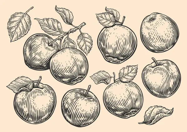 Elma Seti Meyve Yapraklar Elmalı Ağaç Dalı Şleme Stili Vektör — Stok Vektör