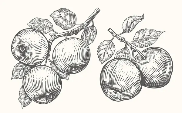 Manzanas Rama Con Hojas Bosquejo Cosecha Frutas Dibujo Vintage Ilustración — Archivo Imágenes Vectoriales