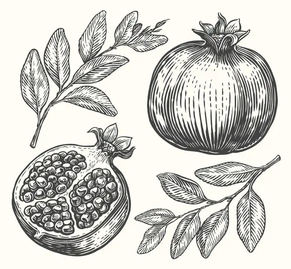 Σχέδιο Διάνυσμα Ροδιού Χειροποίητο Σκίτσο Τροπικών Φρούτων Χαραγμένη Απεικόνιση — Διανυσματικό Αρχείο